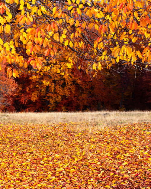 Preview: Colourful beech branches with yellow and orange folliage
