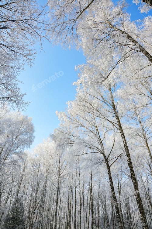 Preview: Majestic landscape with snow-covered birch trees in city park.