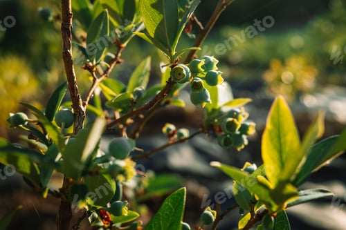 Preview: Ripening still green berries. Organic blueberry bush in country garden, golden hour sunny background