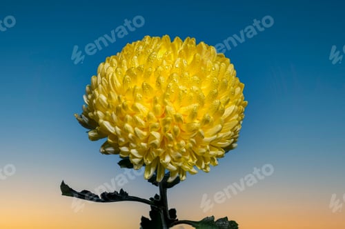 Preview: Yellow chrysanthemum on a blue background