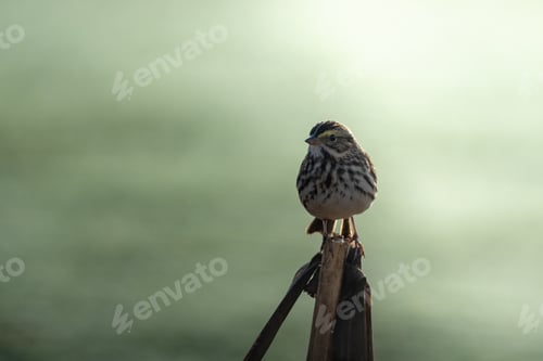 Preview: Savannah sparrow ( Passerculus sandwichensis) perched on a tree branch