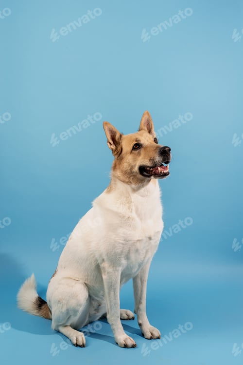 Preview: Mixed breed cute dog portrait on blue background