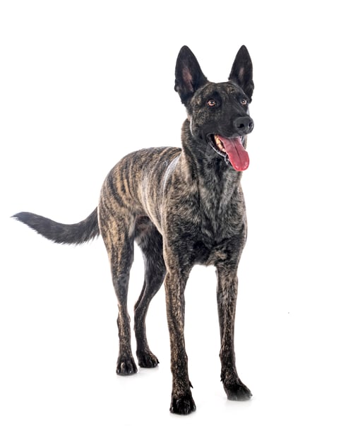 Preview: Dutch Shepherd in studio