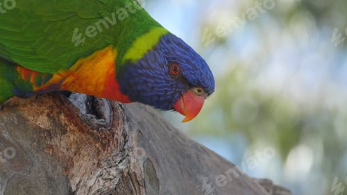 Preview: Close up of rainbow lorikeet bird outdoors in nature