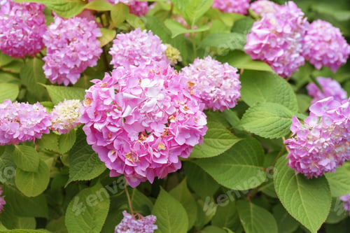 Preview: Bush Of Blooming Pink Flowers Of Hydrangea Macrophylla Pink Annabelle Close Up In The Summer Garden