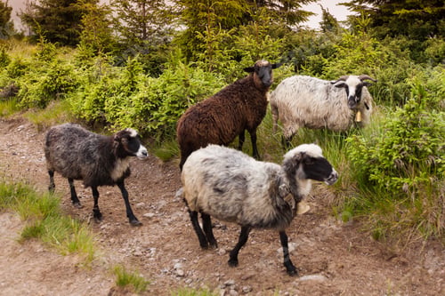 Preview: Sheeps