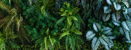 Preview: Group of dark green tropical leaves background.