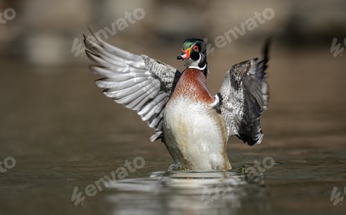 Preview: A Drake Wood Duck in a Creek
