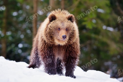 Preview: Cute little brown bear on the snow in winter forest