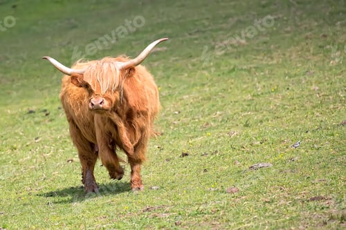 Preview: Scottish cow in a clearing