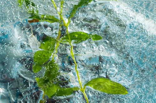 Preview: Frozen natural green plant, beautiful ice texture