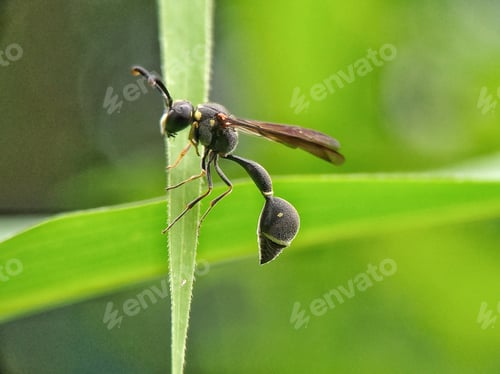 Preview: Bee, nature background photo