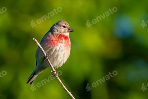 Preview: Common linnet, Linaria cannabina. In the early morning, the male sits on a branch