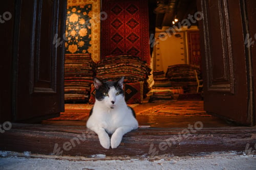 Preview: Street cats of Turkey country