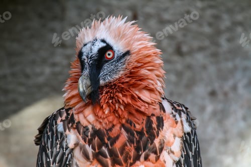 Preview: Portrait of a bearded vulture (Gypaetus barbatus)