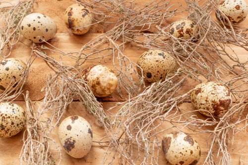 Preview: Quail eggs with wooden background