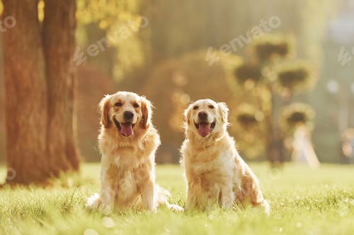 Preview: Two beautiful Golden Retriever dogs have a walk outdoors in the park together