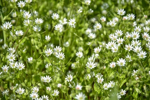 Preview: Small white wildflowers on background on green lawn. Full frame.