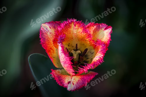 Preview: Close-up of a red and white flower in full bloom