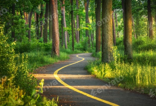 Preview: Road in green forest at sunset in summer. Bucha, Ukraine