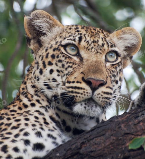 Preview: A Travel Around the world with beautiful South Africa Wildlife picture