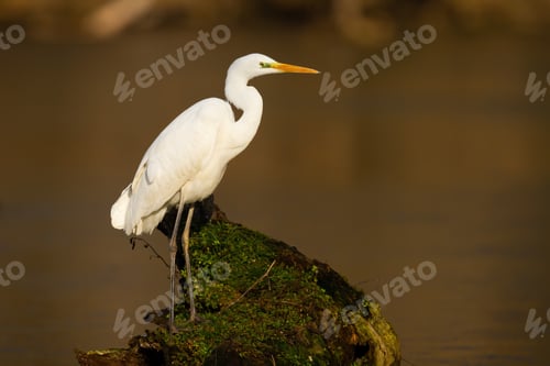 Preview: Adult great egret with white plumage sitting on branch surrounded by water