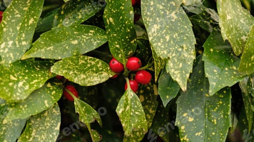 Preview: Japanese laurel - Aucuba japonica, branch with variegated leaves and cluster of red berries.