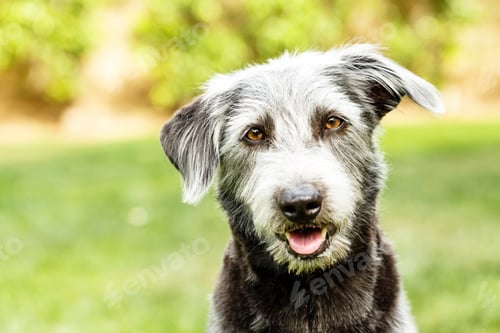 Visualização: Attentive Terrier Dog Outdoors Close-Up