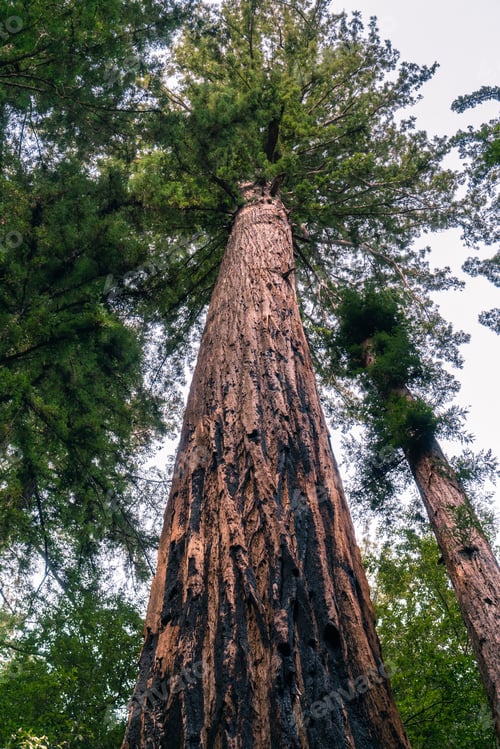 Preview: Large Redwood tree in Big Basin State Park