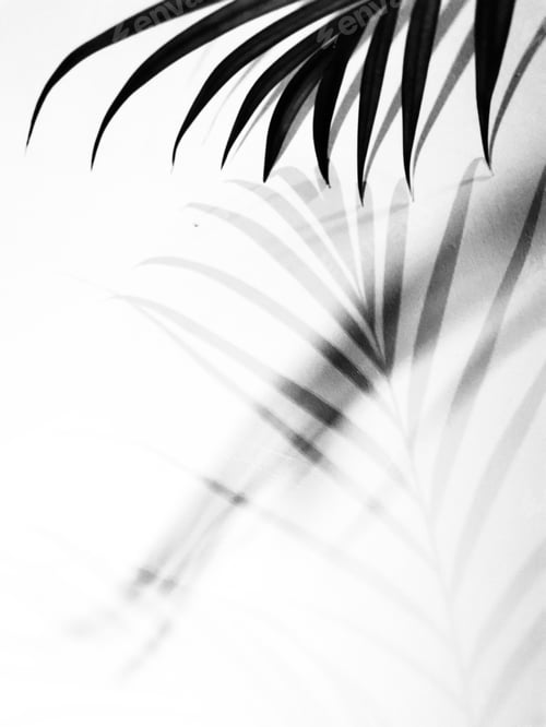 Preview: Black and white shadow and leafs on the wall