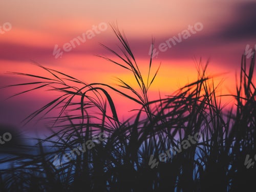 Preview: Focus on the beach grass with blurry sunset behind it