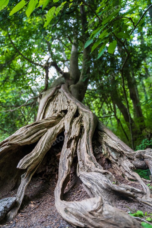 Preview: Low-angle shot of the tree's roots with green tree leaves in the background