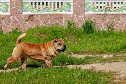 Preview: A beautiful, young, red Chinese Shar Pei dog walking on the rural road.