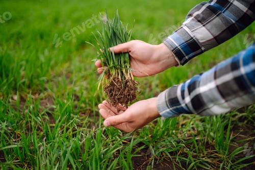 Preview: Young wheat sprout in the hands of a farmer. Checking wheat field progress. Organic gardening.