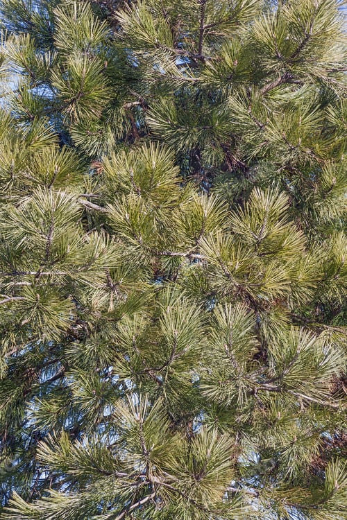 Preview: Ponderosa Pine (Pinus Ponderosa). Called Bull Pine, Blackjack Pine And Western Yellow Pine Also