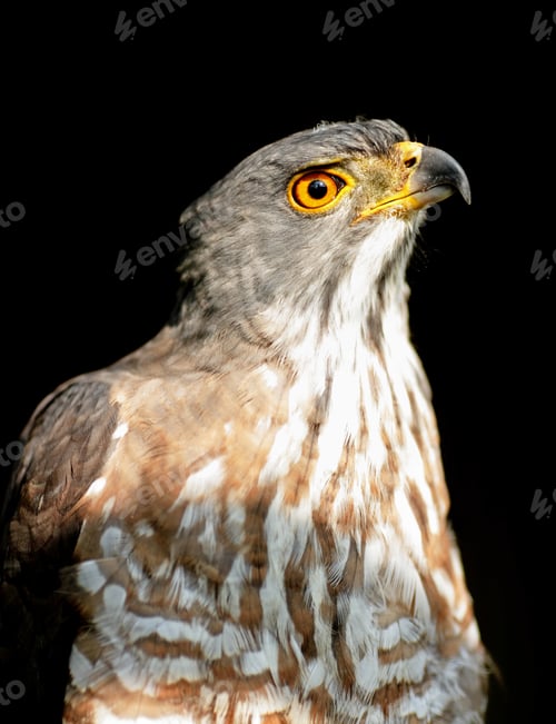 Preview: eagle