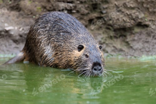 Preview: Coypu in river