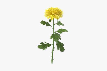 Preview: Yellow Chrysanthemum Bloom - Single Stem