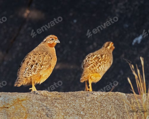 Preview: Closeup of quails perched on the ground with a blurry background