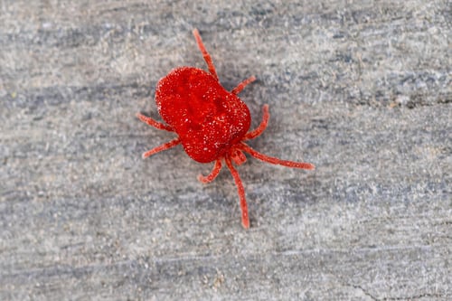 Preview: Red mite on grey background