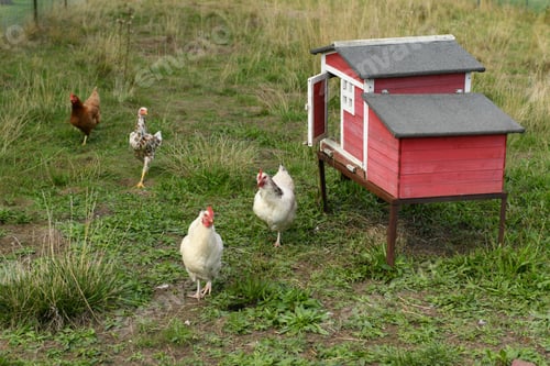 Preview: Wooden chicken coop with chickens roaming free in the garden of a European house