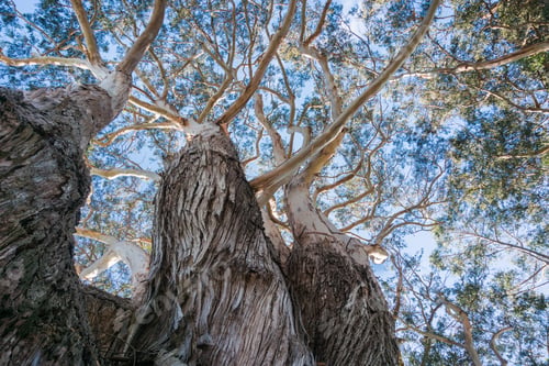 Preview: Low angle view of Eucalyptus tree