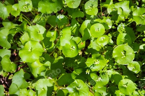 Preview: Miner's Lettuce plants