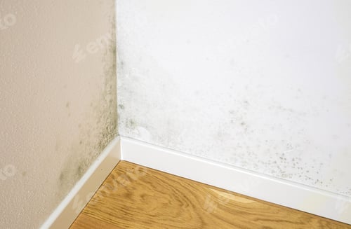 Preview: Black mold growing on house wall corner