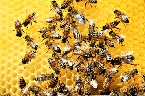 Preview: Closeup shot of a group of bees creating a honeybee full of delicious honey