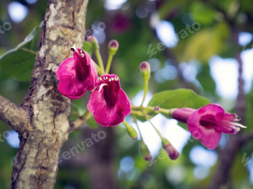 Preview: Puriri (Vitex lucens) tree flowers