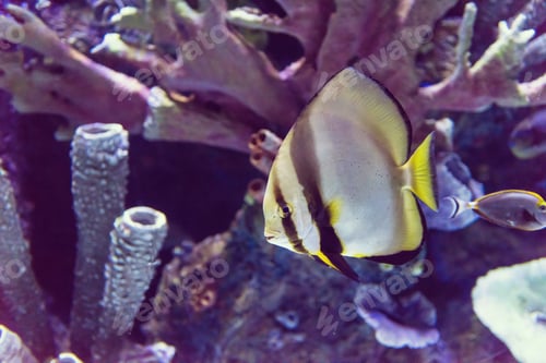 Preview: aquarium with colorful fishes