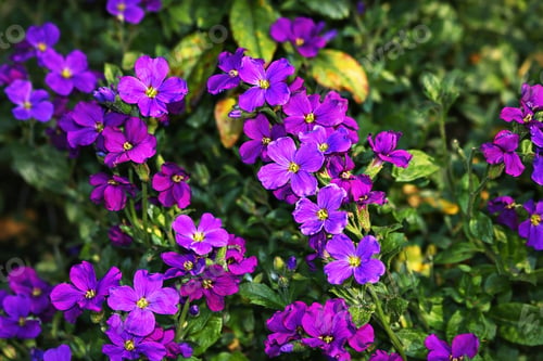 Preview: Purple flowers
