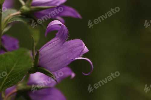 Preview: Purple flower