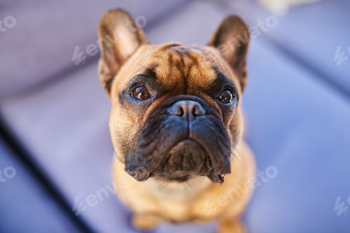 Preview: Dogs are the most loyal creatures on earth